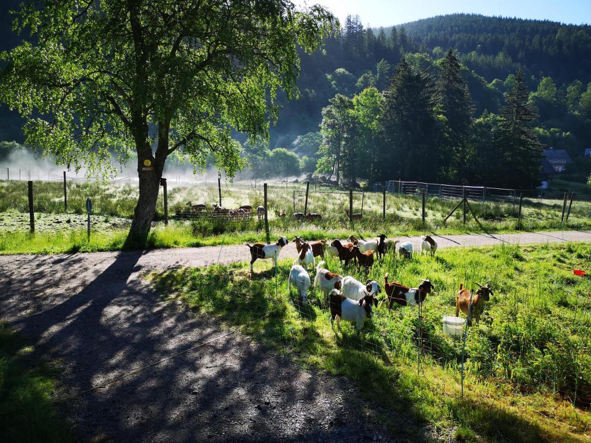 B1 Albmatte-Fewo Sauna, Hallenbad Aussenbecken Massagen Nebenan Menzenschwand-Hinterdorf Buitenkant foto
