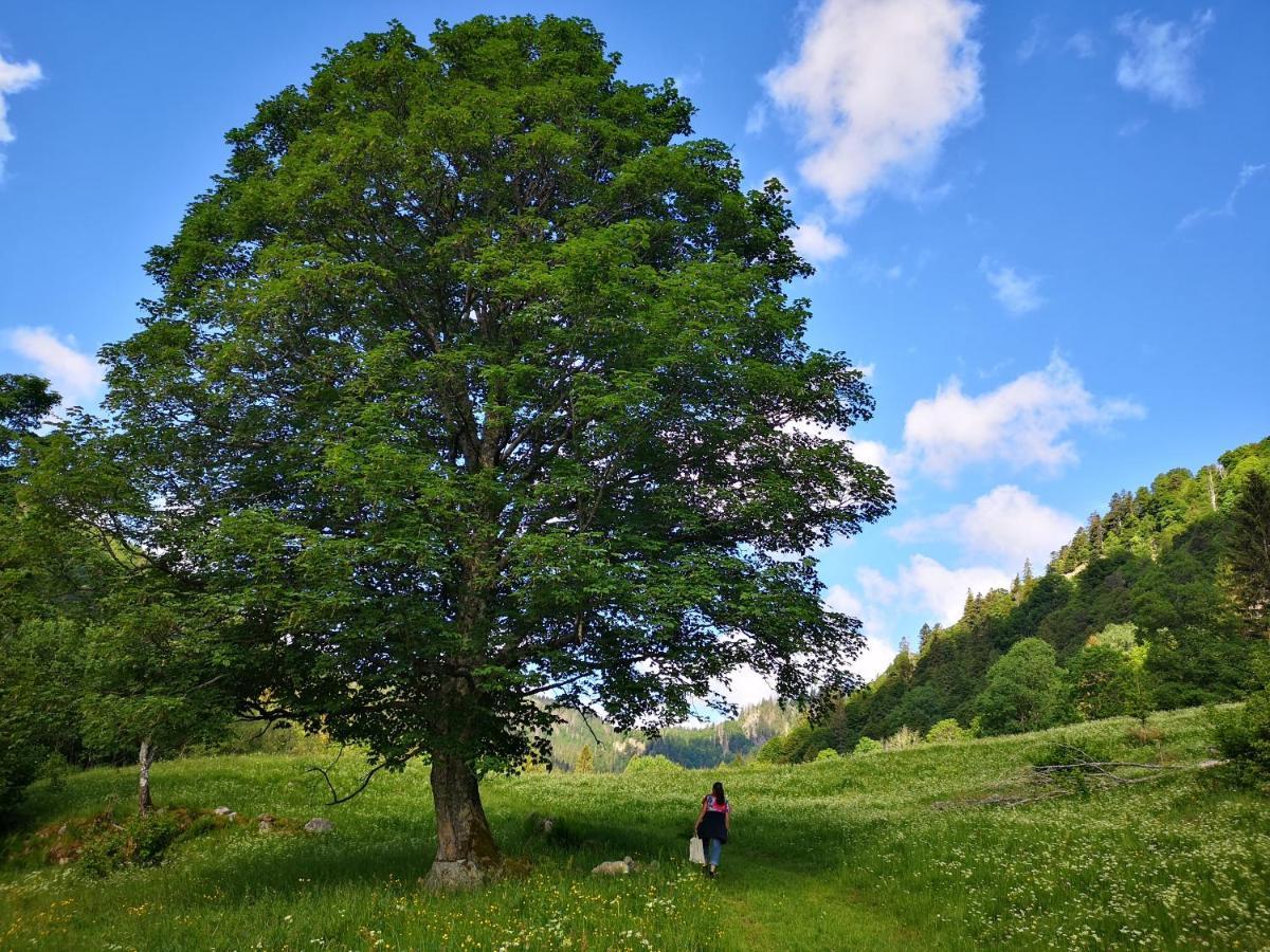 B1 Albmatte-Fewo Sauna, Hallenbad Aussenbecken Massagen Nebenan Menzenschwand-Hinterdorf Buitenkant foto